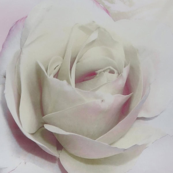Schweizer Bettwaren 5013711-Rosella-rosa-Ajpg