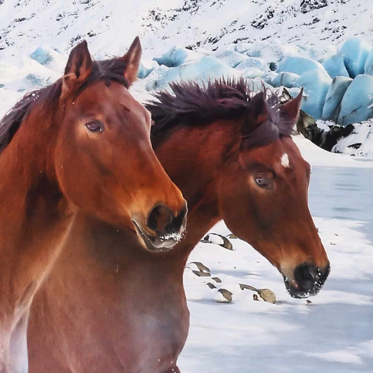 5038202 Lord Lady A - Schweizer Bettwaren Schweizer Bettwaren 5038202 Lord Lady A